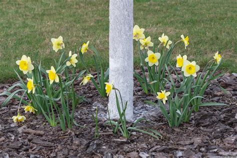 Reasons To Plant Daffodils This Fall