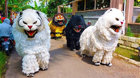 Kirab Can Macanan Singo Manggala Dan Drumband Maong Remas Di Gunung