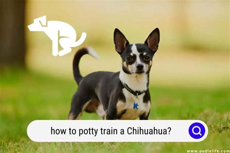 How To Potty Train A Chihuahua Steps Oodle Life