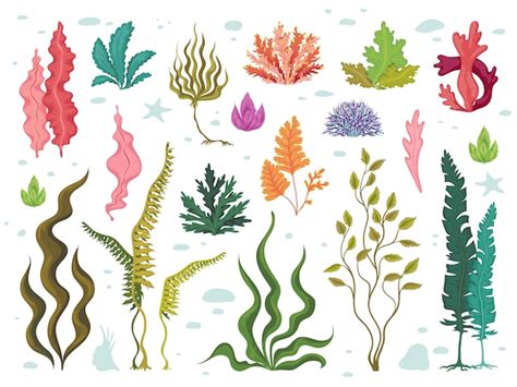 Premium Vector Seaweeds Sea Underwater Plants Ocean Coral Reef And