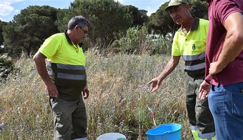 Medio ambiente inicia riegos en el pinar para combatir la sequía