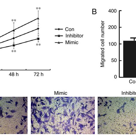 Effects Of Mir On Chon Cell Viability And Migration Chon