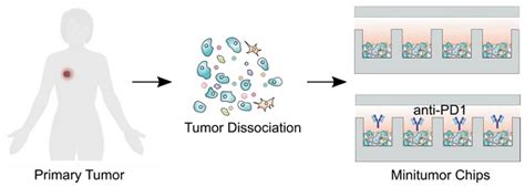 Evaluation Of Cancer Immunotherapy Using Mini Tumor Chips