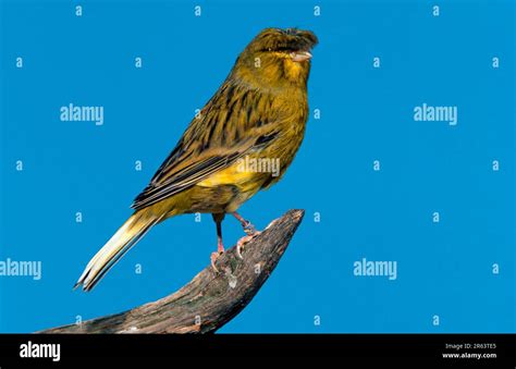 Gloster Canary Hi Res Stock Photography And Images Alamy