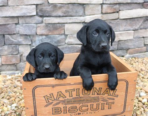 Available black lab puppies