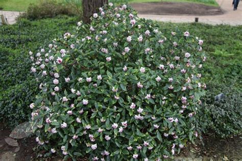 Growing The Zuiko Nishiki Winter Daphne Odora Daphne Odora Perennial