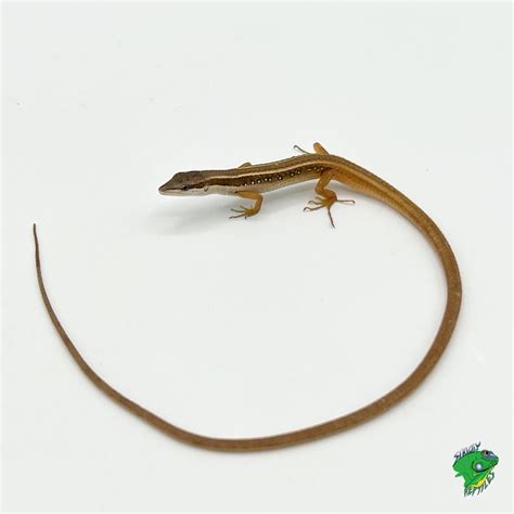 Long Tail Lizard - adult - Strictly Reptiles