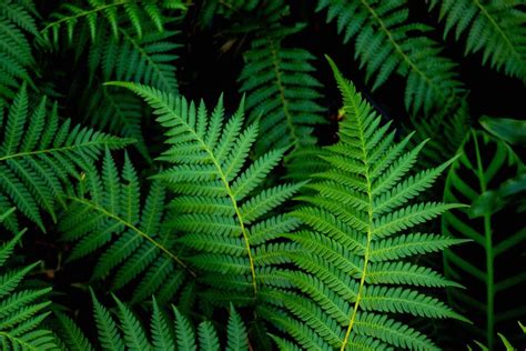 Australia Green Fern Plants Sunshine Coast Image Free Photo