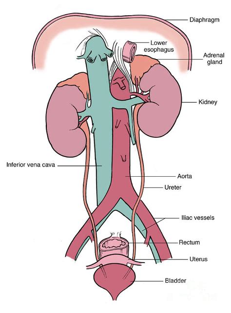 Illustration Of Female Urinary System Photograph By Science Source Pixels