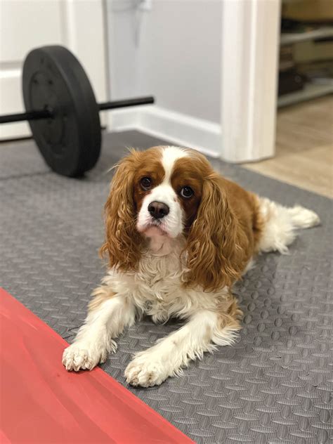 Best Workouts To Do With Your Dogs Austin Fit Magazine Inspiring