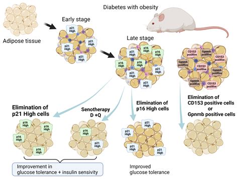 Frontiers Cellular Senescence In Diabetes Mellitus Distinct