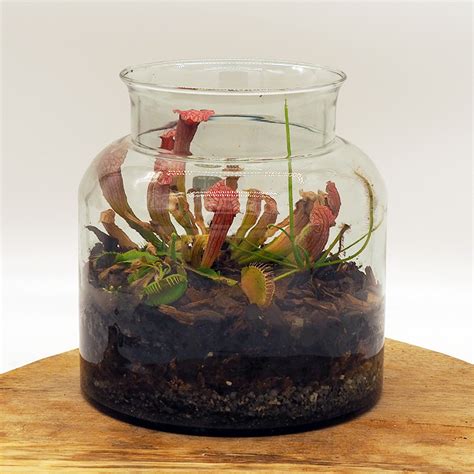 21 Carnivorous Plant Terrarium Kit Margaretcal