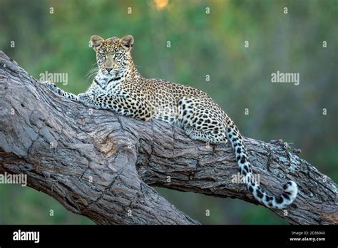 Retrato Horizontal De Un Leopardo Con Hermosos Ojos Verdes Tumbados En Un árbol En El Río Khwai