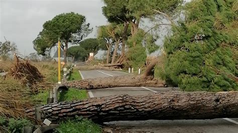 Maltempo Alberi Caduti In Provincia Su Quali Strade Ecco L Elenco