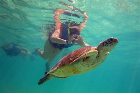 Akumal Exp Rience Priv E Rencontre Avec Les Tortues De Mer D Akumal