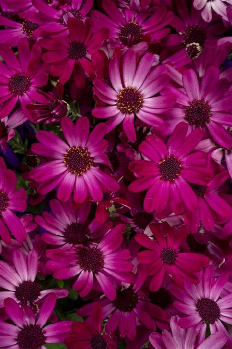 Senetti Ruby Red Ruby Red Peoria Gardens Inc