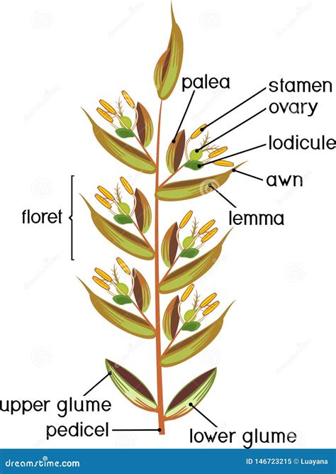 Structure Of Grass Spikelet Diagram Of Portion Of Grass Inflorescence