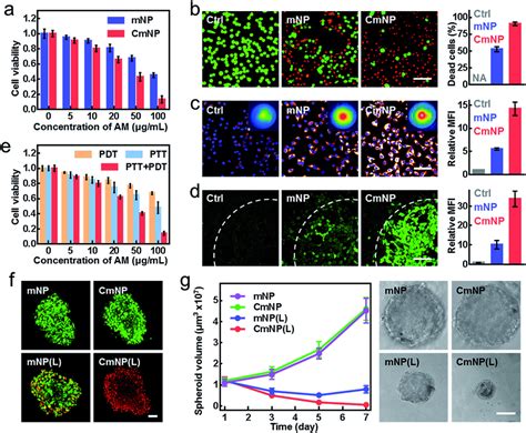 In Vitro Phototherapy A Cell Viabilities Of 4t1 Cells After