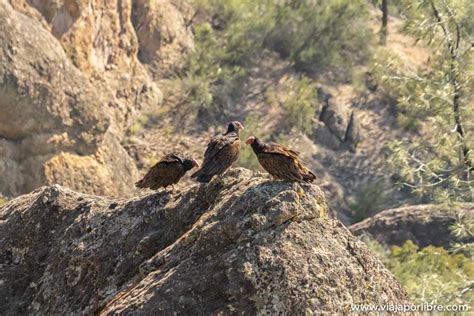 Avistamiento De Condors De California En Pinnacles National Park