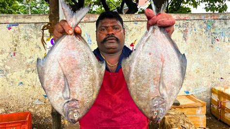 Kasimedu Speed Selvam Black Pomfret Fish Cutting Video In