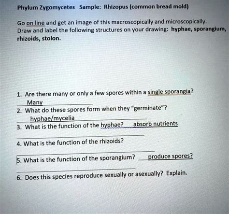 SOLVED Phylum Zygomycetes Sample Rhizopus Common Bread Mold Go On