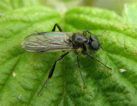 Bibio Reticulatus Male Ryton Wood Warwickshire 2012a Flickr