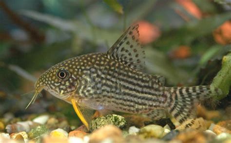 Cory Catfish 101 Care Types Food Tank Info And More