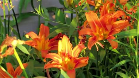 🌹my Beautiful Vintage Tiger Lily Flowers In The Golden Hour Sun🌹