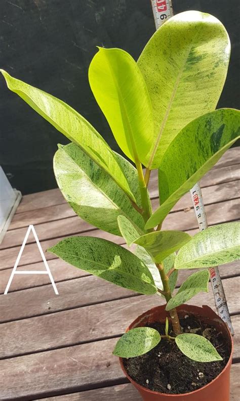 Ficus Elastica Shiveriana Green Rubber Shivereana Variegated Plant