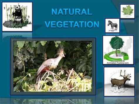 Different Types Of Natural Vegetation And Wildlife