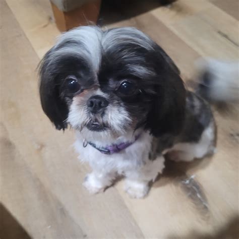 Imperial Shih Tzu Pictures