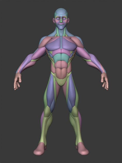 Artstation Stylized Male Anatomy Ecorche Resources