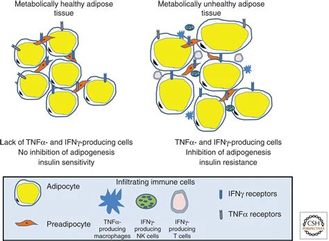 Adipogenesis