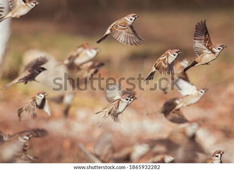 Taking Off Bird Images Browse 24 914 Stock Photos Vectors Free