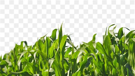 Corn Field Png