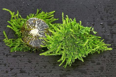 Live Aquarium Plants Freshwater Java Moss Stone Pad Aquascaping Moss