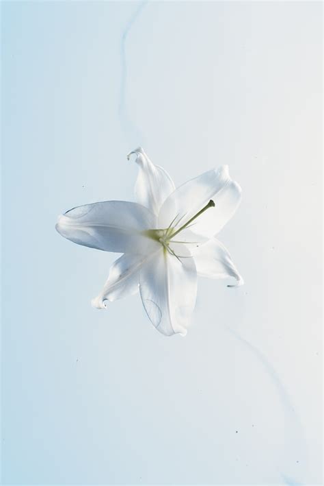 Lily Flower Wallpaper