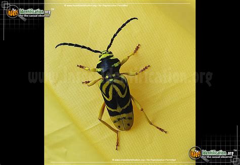 Maple Tree Borers