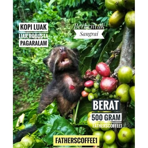 Jual Kopi Bubuk Robusta Luar Liar Pagaralam Berat Gram Biji Roasted