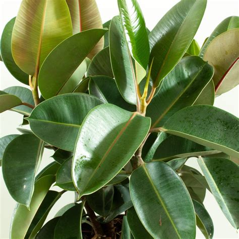 Buy Ficus Robusta Rubber Tree Indoor Plant 30cm Pot My Jungle Home