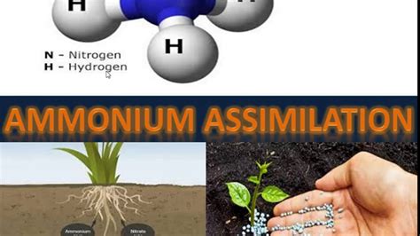 Net Life Science Iii Ammonium Assimilation Youtube