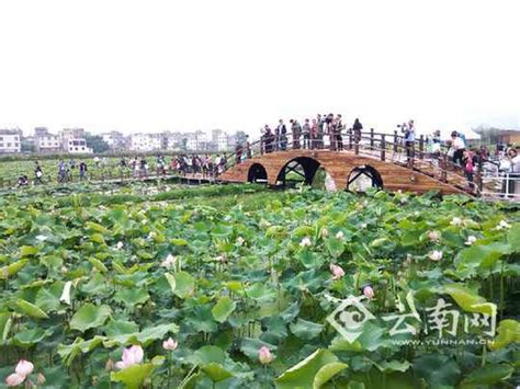 玉溪澄江第二届荷花节开幕 3600亩荷花醉游客 文化旅游 云桥网