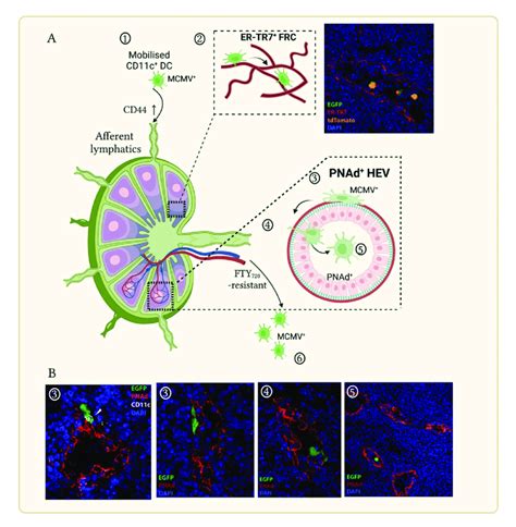 MCMV Modulates Dendritic Cell DC Directional Decision Making In