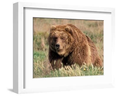 'Grizzly or Brown Bear, Kodiak Island, Alaska, USA' Photographic Print ...