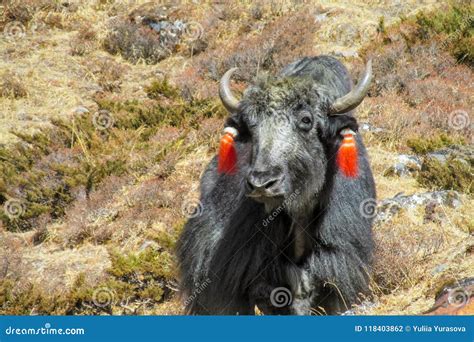 Yak Animals In Himalayas Mountain Path Stock Photo Image Of Asia