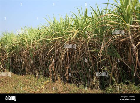 Las plantas crecen en tierras de cultivo de caña de azúcar Fotografía