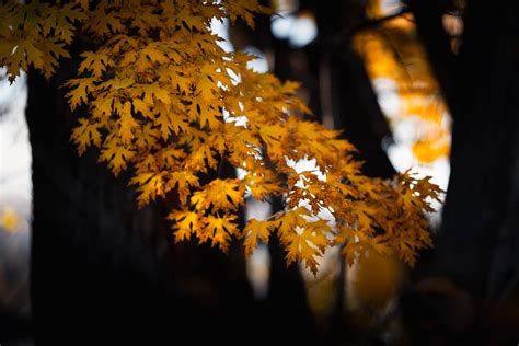 Yellow Leaves on Tree · Free Stock Photo