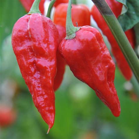 Naga Viper Chilli Seeds Uk