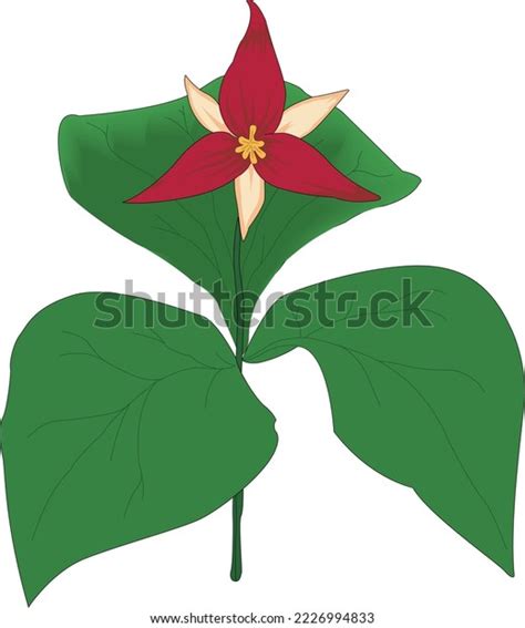 Trillium Plant Bloom Vector Illustration Stock Vector (Royalty Free ...