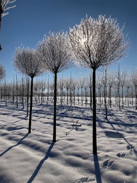 Prunus fruticosa Globosa Kugel Säule Hänge Dachform